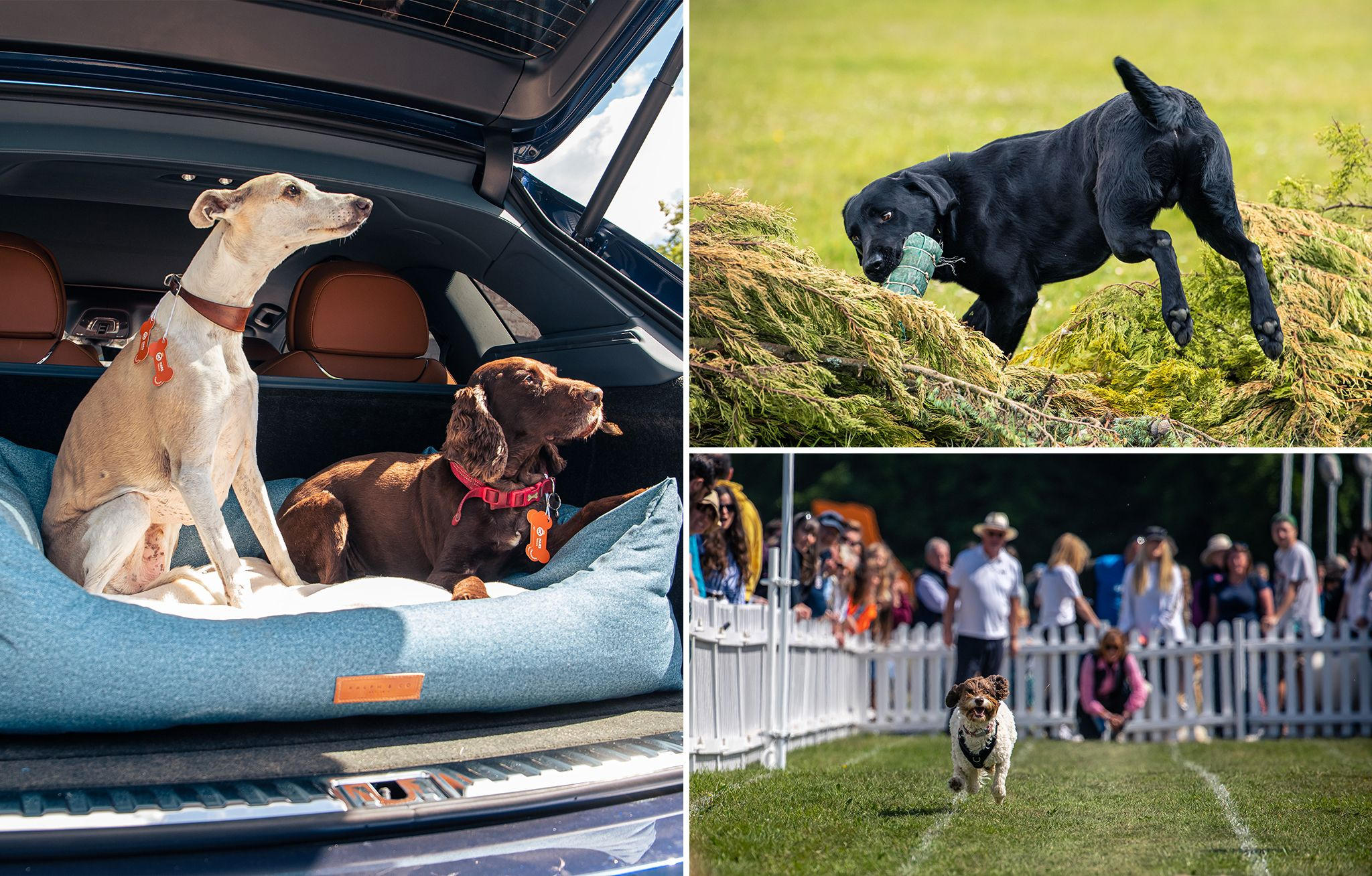 cChic Magazine Suisse - Bentley raises the Woof - at Goodwood’s festival for dogs